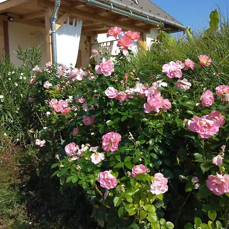 Rozsadomb Appartement